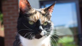 Episode 7 Cattitude