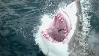 Episode 12 Surviving the Tsunami