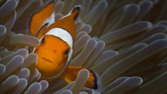 Episode 4 Fish