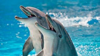 Episode 18 How Smart Are Animals?