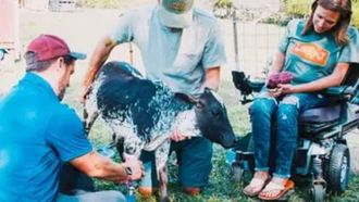 Episode 6 Loretta the Miniature Zebu