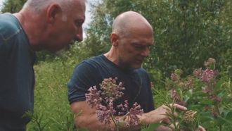Episode 4 Milkweed & Cattail Flour