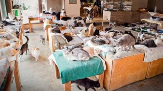 Episode 1 Cat Poo Coffee and Klepto Kitties