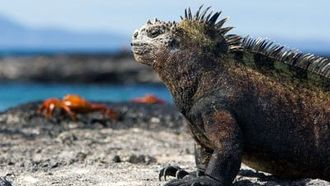 Episode 3 Galapagos: Darwin's Eden