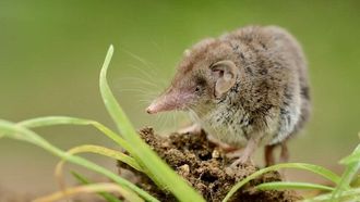 Episode 16 Asian Musk Shrew