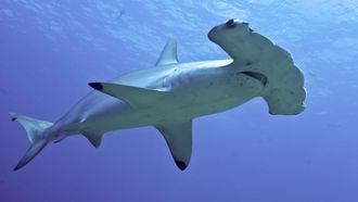 Episode 1 Hammerhead Invasion