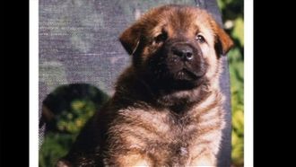 Episode 19 Greta & Hoss, Storm, and Chula