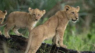 Episode 6 Big Cats, Small World: Landlords