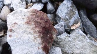 Episode 2 On the Rocks