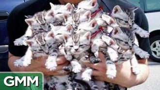 Episode 29 Cats Take Over Neighborhood