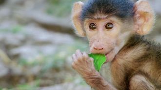 Episode 11 Baboon
