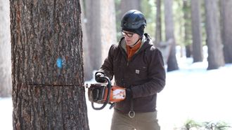 Episode 13 Up a Tree