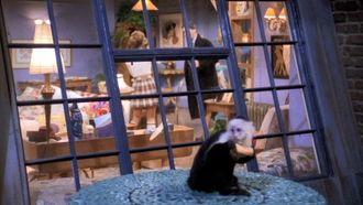 Episode 19 The One Where the Monkey Gets Away