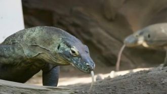 Episode 9 Komodo Connection