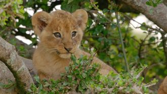 Episode 7 Lion