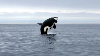 Episode 1 Orca