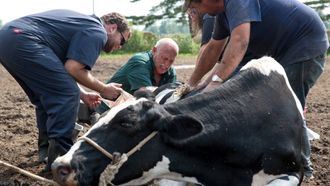 Episode 5 Cowhide and Seek