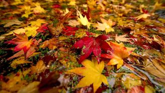 Episode 4 Autumn