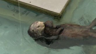 Episode 11 Go West: Otters