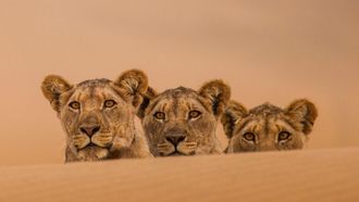 Episode 4 Lions of the Skeleton Coast