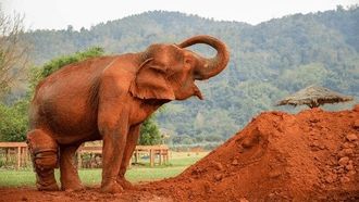 Episode 10 Love & Elephants Part 1