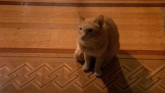 Episode 19 The Cat