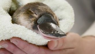 Episode 5 Wildlife Hospital Warriors