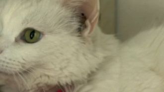 Episode 1 Cats & Dogs