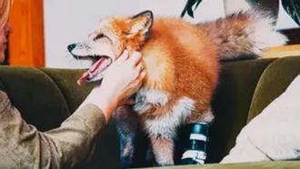 Episode 1 The Happiest Fox
