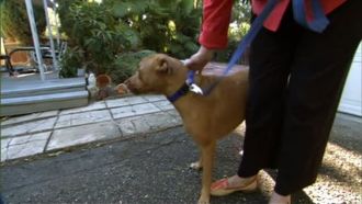 Episode 5 Isis, Tina, Nugget and Katrina Dogs