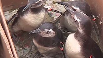 Episode 4 Of Pipes and Penguins