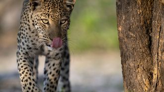 Episode 7 Big Cats, Small World: Outlanders
