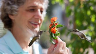 Episode 13 Hummingbirds of Hollywood
