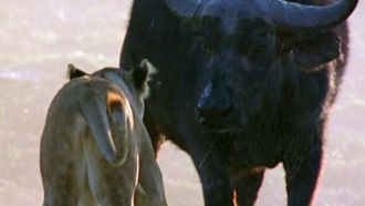 Episode 5 Animal Battles