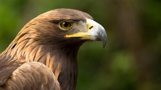 Episode 8 Eagle Power