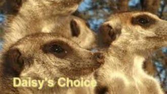 Episode 9 Daisy's Choice