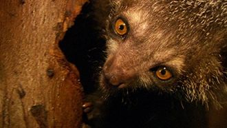 Episode 3 Aye-Aye