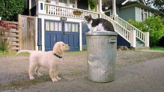 Episode 8 Kitten Academy