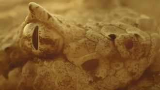 Episode 4 July-August: A Time of Migration