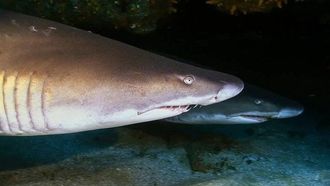 Episode 9 Double Shark Attack