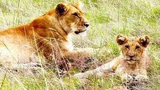 Episode 7 Live Update Kenya
