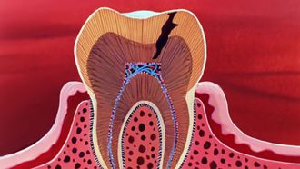 Episode 14 La bouche et les dents