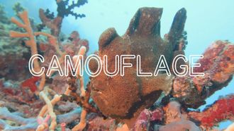 Episode 3 Incredible Aquatic Camouflage