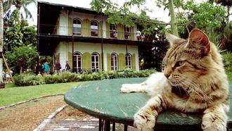 Episode 6 Cat Colleges and Kitty Heroes