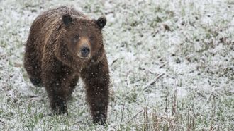 Episode 2 Grizzly Summer