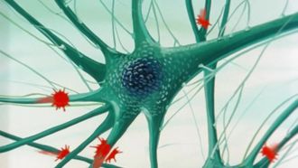 Episode 10 Les neurones