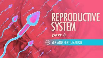 Episode 42 Reproductive System Part 3: Sex and Fertilization