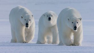 Episode 2 Polar Night