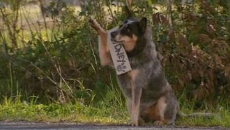 Episode 8 Dog Days