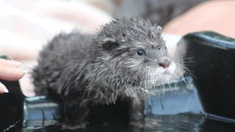 Episode 7 The Otter Limits